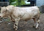 2 yr old charolais bull