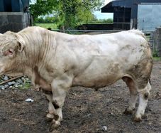 2 yr old charolais bull