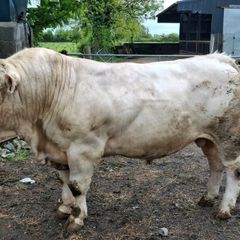 2 yr old charolais bull