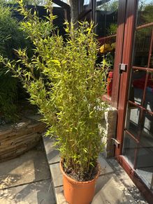 Bamboo