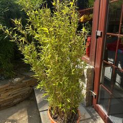 Bamboo
