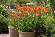 Crocosmia SALE