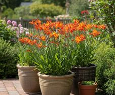 Crocosmia SALE