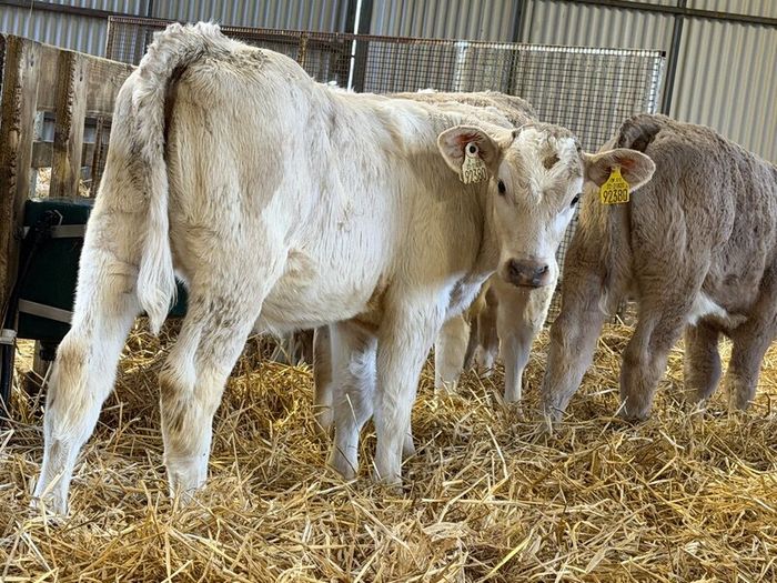 Strong Charolais Heifers