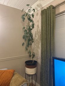 Tall Umbrella Plant