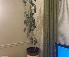Tall Umbrella Plant