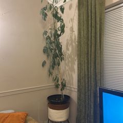Tall Umbrella Plant