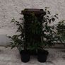 20 Mature Portuguese Laurels in 5l Pots Image 3