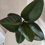 Indoor Plant Image 6