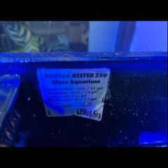 red sea fish tank