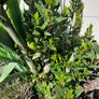 bay tree Image 2