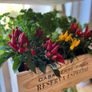 3 Tier planter Image 4