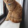 Cat Image 3