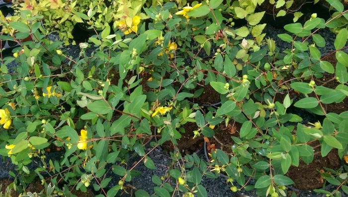Large Plants and Shrubs