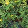 Large Plants and Shrubs Image 4