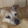 missing dog Image 2