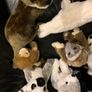 Soft Animal Teddies Image 3