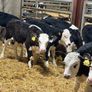 Smashing Hereford Bulls Image 7