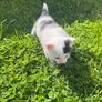 kitten Image 3