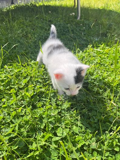 kitten
