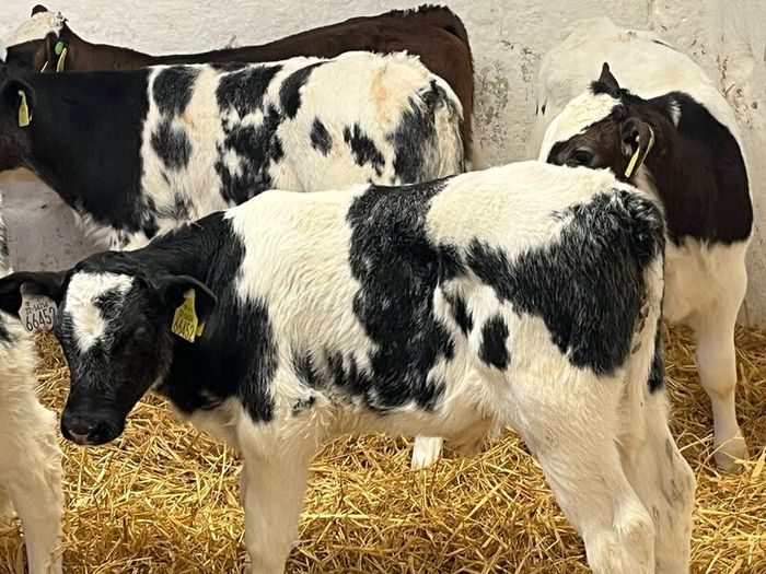 Super Belgian Blue & Charolais Bull Calves