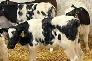Super Belgian Blue &amp; Charolais Bull Calves