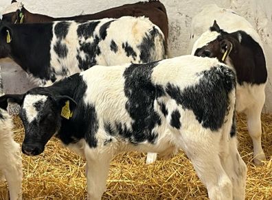 Super Belgian Blue & Charolais Bull Calves