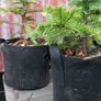 Noble fir Christmas trees Image 6