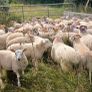 Ram lambs Image 2