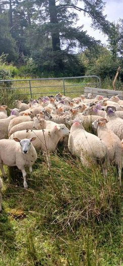 Ram lambs