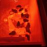 Day-Old Chicks for Sale! Day-old chicks fro Image 3