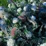 wedding flowers Image 5