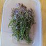 Aquarium Plants Image 2