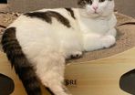 missing cat Sandymount area
