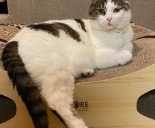 missing cat Sandymount area