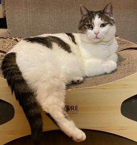 missing cat Sandymount area