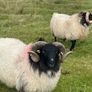 Blackface Rams Image 6