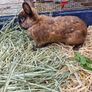 rabbit Image 2