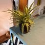 25 Potted Plants & 6 Boxes of Floral Styling Stock Image 2