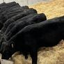 25 Top Quality Angus Bulls Image 5