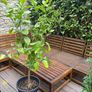 Established 150cm high fruit bearing lemon tree Image 6