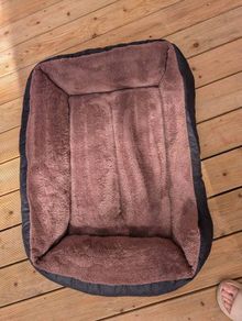dog bed
