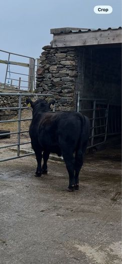 Pbr Aberdeen Angus Bull