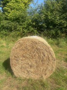 Hay