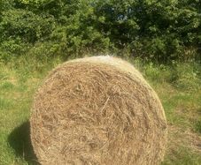 Hay
