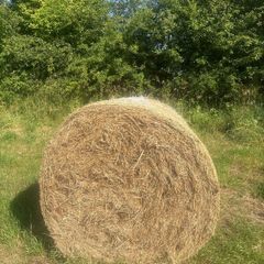 Hay