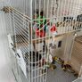 Large white bird cage Image 2