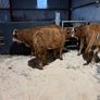 Beef heifers Image 7