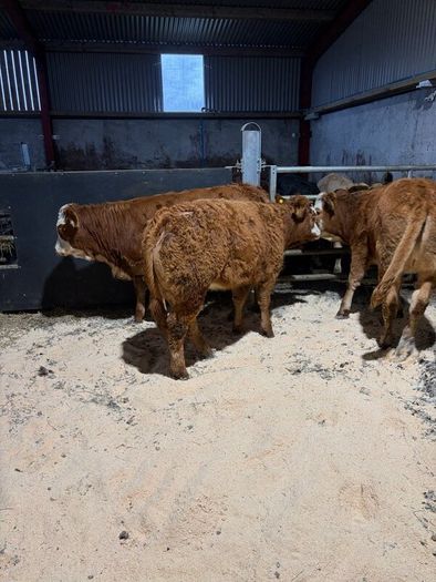 Beef heifers