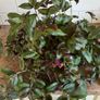 Plant - Houseplant- Tradescantia Zebrina Flame Dance Image 2